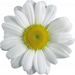 Camomile PNG image, free flower picture | dad | Pinterest | Flower ...