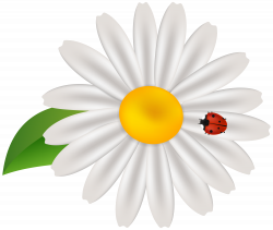 Daisies clipart bug ~ Frames ~ Illustrations ~ HD images ~ Photo ...