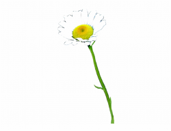 Daisy Clipart Real - Real Daisy Flower Png, Transparent Png ...