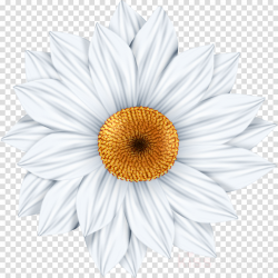 Top Daisy Clip Art Design » Free Vector Art, Images ...