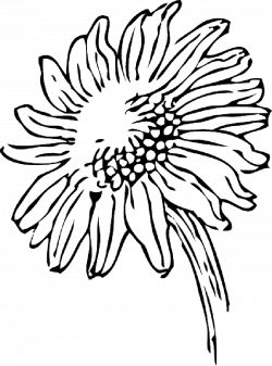 Daisy Outline Drawing at GetDrawings.com | Free for personal use ...