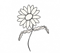 White Daisy Drawing at GetDrawings.com | Free for personal use White ...