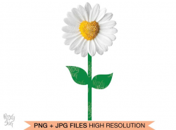 Daisy flower clipart, Daisy flower PNG file. Daisy flower with transparent  background