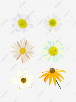 Daisy, Daisy Clipart, Flowers PNG Transparent Clipart Image ...