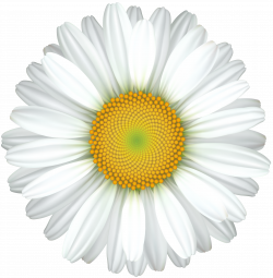 Daisy Flower Transparent Clip Art Image | Gallery Yopriceville ...