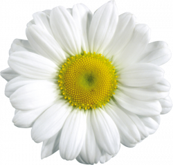 Camomile PNG, free picture | VINTAGE | Pinterest | Free picture and ...