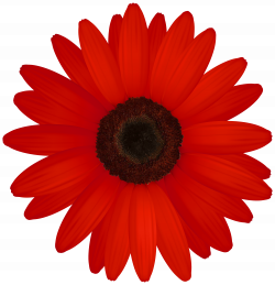 Red Daisy Flower Clipart - Flowers Healthy