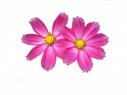 Daisy clipart hot pink flower ~ Frames ~ Illustrations ~ HD images ...