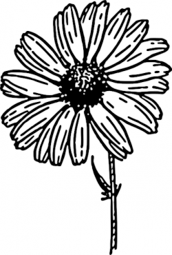 Free Daisy Clipart - Public Domain Flower clip art, images ...