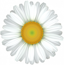 Daisy Flower Transparent Clip Art Image | 2018 Mothers day ...