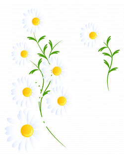 Transparent White Daisies Decoration PNG Clipart | Gallery ...