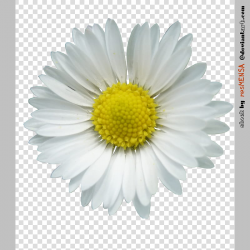 Daisy , white and yellow daisy flower transparent background ...
