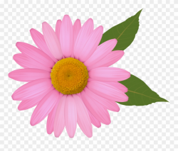Daisy Clip Art - Pink Daisy Flower Clipart - Png Download ...