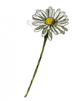 Daisy Clip Art Hand Drawn Clipart, Drawing of Daisy Flower ...