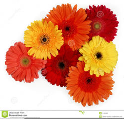 Gerber Daisies Clipart | Free Images at Clker.com - vector ...