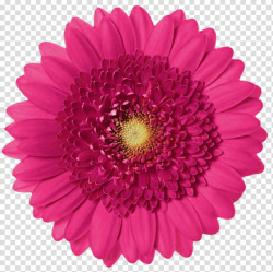 Classic Pink Gerbera Daisy transparent background PNG ...