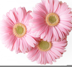 Pink Gerbera Daisies Clipart | Free Images at Clker.com ...