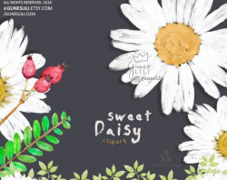 Hand Painted Flowers Daisy Clipart - Digital Download ...