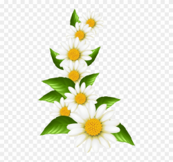Free Png Download Daisies Decoration Transparent Clipart ...