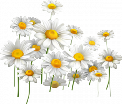 fleurs,flores,flowers,bloemen,png | Clipart | Pinterest