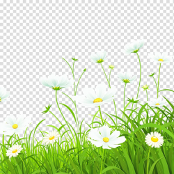 White flowers illustration, Flower Green Common daisy ...