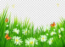 Flower , Grass with White Flowers , butterflies flying on ...