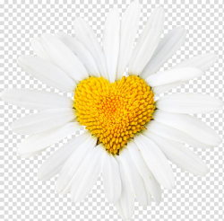 Common daisy Oxeye daisy Heart Flower Desktop , daisy ...