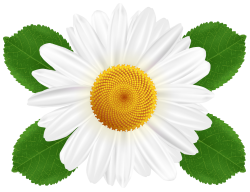 White Daisy Transparent PNG Clip Art | Gallery Yopriceville - High ...