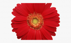 Daisy Clipart Daisy Flower - Gerbera Daisy Png #1475293 ...