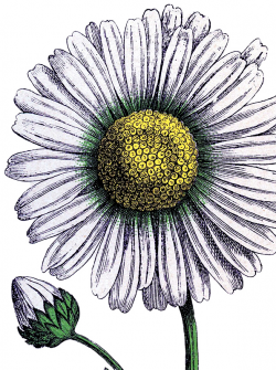 11 Daisy Images - Lovely! - The Graphics Fairy