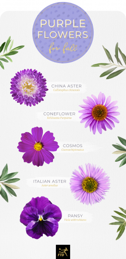 50 Types of Purple Flowers - FTD.com