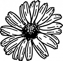 Free Simple Daisy Cliparts, Hanslodge Clip Art collection