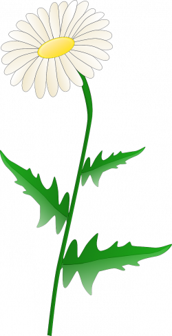 Daisy Stem Flower Leaves White PNG Image - Picpng