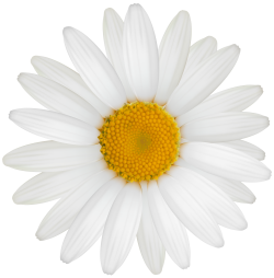 White Daisy PNG Clipart - Best WEB Clipart