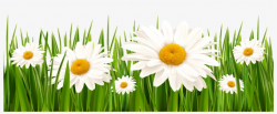 Poppies And Daisies With Grass Png Clipart Picture - Grass ...