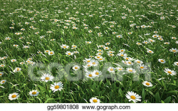 Stock Illustration - Grass meadow, bird eye view, plenty of ...