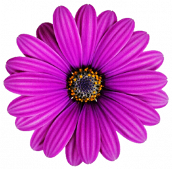 Lilac Purple African Daisy by jeanicebartzen27 on DeviantArt
