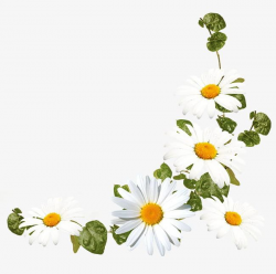 White Daisy Flower Decoration Pattern PNG, Clipart, Daisy ...