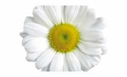 Chamomile Clipart Margarita Flower - Daisy Clipart ...