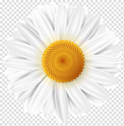 White daisy flower , Common daisy , White Daisy transparent ...