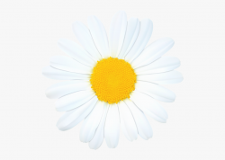 Daisies Clipart Marguerite Daisy - Daisy Png, Cliparts ...