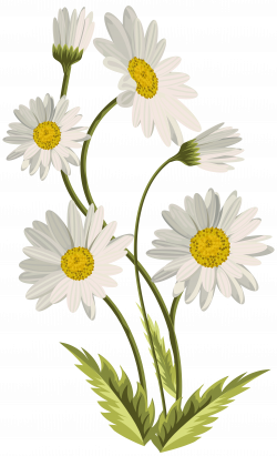 Daisies Transparent PNG Clip Art Image | Gallery Yopriceville ...