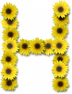 Alfabeto sunflowers .....H | letter 
