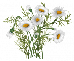 vector flowers, daisies | каринки3 | Pinterest | Flowers and Flower ...