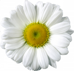 Free Clip Art - Daisy - PNG | Elements - Floral, leaves, branches ...