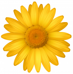 Yellow Daisy PNG Clipart Image | Gallery Yopriceville - High ...