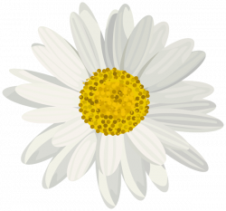 Daisy PNG Clip Art Image | AA Flores | Pinterest | Art images and ...