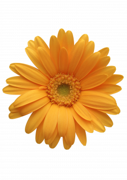 Flower Orange Transvaal daisy Clip art - chrysanthemum 2513*3540 ...