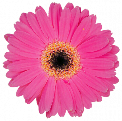 Pastel Pink Gerbera Daisy by jeanicebartzen27 on DeviantArt
