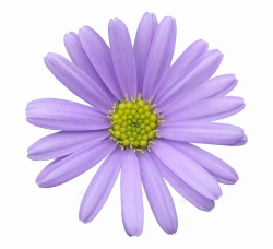 Daisy Purple Png Image Purple Pastel Flower - Clip Art Library